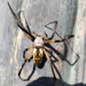 Meet your Posher, Will-i